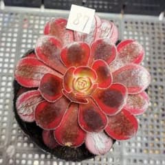 87 #観葉植物アエオニウム錦❤️ シャネル❤️1大頭 9cm拨き苗 - メルカリ