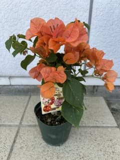 ブーゲンビレア カリフォルニアオレンジ3.5号 鉢植え - メルカリ