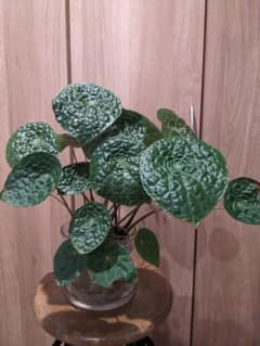 専用品 ベゴニア フートエンシス メルカリ便 抜き苗 - メルカリ