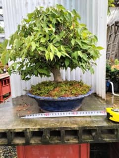 ケヤキ 盆栽 鉢植え 樹高約30cm　引き取り限定 ケヤキ 盆栽 鉢植え 樹高約30cm 引き取り限定 ※最終値下げ - メルカリ
