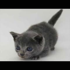 Ronadoさま専用のサムネイル