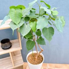 現品　フィカス　ゴムの木　インドボダイジュ　曲がり　31番　観葉植物　希少 現品 フィカス ゴムの木 インドボダイジュ 曲がり 33番 観葉植物