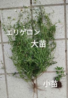 【大苗・小苗】エリゲロン 源平小菊苗 (根・ 花・蕾つき)のサムネイル