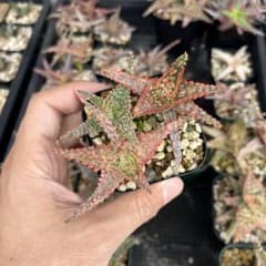 アロエ 3株セット 自家繁殖苗 実生 - メルカリ