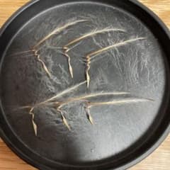 サルコカウロン　スピノーサ　5粒＋1粒のサムネイル
