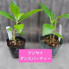アジサイ☆ダンスパーティー☆抜き苗 - メルカリ