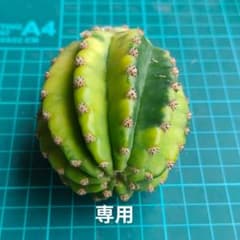 キングダム錦　 人気花柱花サボテン　エキノプシス属 複色咲き　巨大カキコのサムネイル