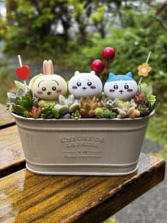メルカリ便♫多肉植物寄せ植え♫そのまま飾れる♫わんちゃんクリスマスセット そのまま飾れる多肉植物寄せ植え ワンチャン 管理書付き - メルカリ