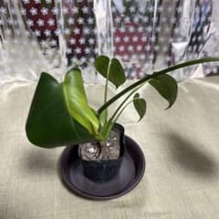実生モンステラ 黄斑・緑班入りのサムネイル