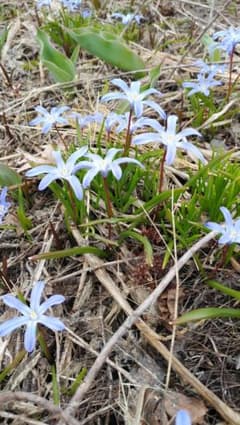 北海道の綺麗な花のサムネイル