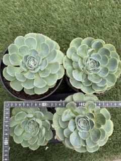 エケベリア 七福神 大株 4株セット 多肉植物 現物発送 - メルカリ