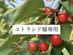 ユトランド様専用のサムネイル