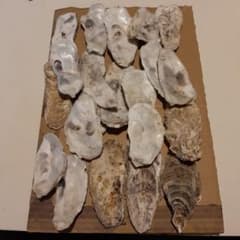 牡蠣殻　メダカのサムネイル