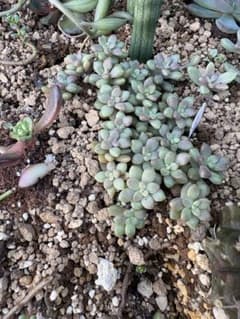 多肉植物 グラプトペタルム属 寄せ植え用のサムネイル