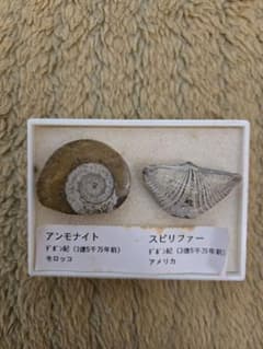 アンモナイト スピリファー 化石 標本 デボン紀 2点セットのサムネイル