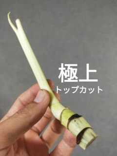 A6】斑入りモンステラ ホワイトタイガー 極上トップカット茎 成長点4つ