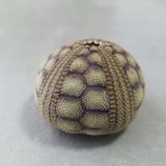 Microcyphus rousseaui　ウニ　殻　大 Microcyphus rousseaui ウニ 殻 大 - メルカリ