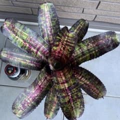 ブロメリア・エアープランツ Neoregelia Black Opal Neoregelia Black Opal - メルカリ