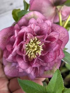 現品・ポットまま発送】超希少 充実株花もりもり曽田園芸多弁咲き