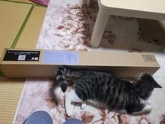 일륜도 proplica 연옥