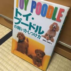 トイ・プードルの飼い方・しつけ方のサムネイル