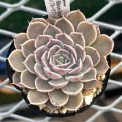 菊日和xブルーサプライズ 実生苗 - メルカリ