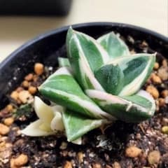 ラスト1株 子株付き 王妃笹の雪 A型 ピンキー 白覆輪斑 鉢ごと発送