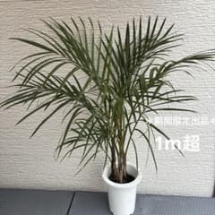 ヤシ　トックリヤシモドキシ　3株　観葉植物　7寸鉢　約95cm 苗のみ 鉢ごと匿名配送＊トックリヤシモドキ 大型観葉植物 3株入り - メルカリ