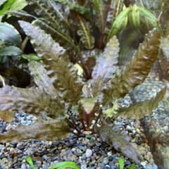クリプトコリネ　ウェンティ　ブラウンのサムネイル