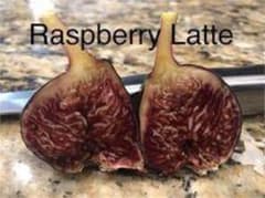 イチジク苗木「Rasberry Latte」9-35のサムネイル