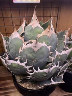 子株　アガベ チタノタ 観葉植物のサムネイル