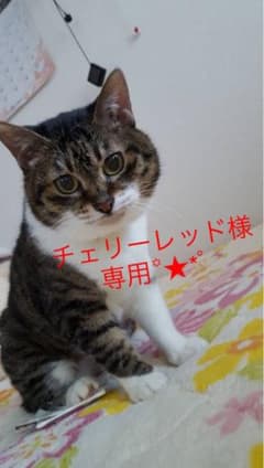キャンパスノート 30冊のサムネイル