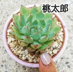 【桃太郎】エケベリア (抜き苗)のサムネイル