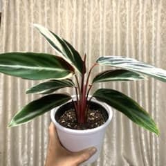 扇状美株 カラテア ストロマンテトリオスター 白斑入り 抜き苗 匿名