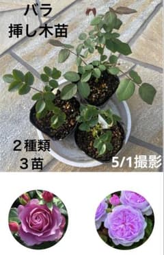 タイプ0・1 バラ 挿し木苗 2種類 3苗☆耐寒性 耐暑性 耐病性
