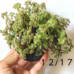 多肉植物★クラッスラ★ブロウメアナ★抜き苗のサムネイル