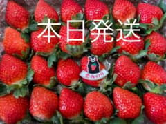熊本産いちご❤️恋みのり❤️ コンパクト便  苺  イチゴ　いちごのサムネイル