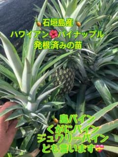 南国 石垣島産 ハワイ種パイン栽培苗 育成苗 3株セット 元気な苗から