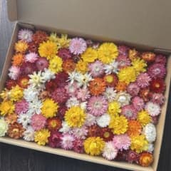 花No.066 ヘリクリサム ドライフラワー ミックス系 訳ありのサムネイル