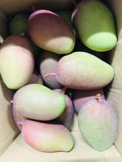 沖縄 】摘果マンゴー 大きいサイズ 約3.6kg 【raw mango】 - メルカリ
