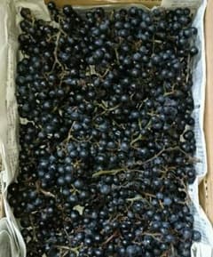 山ぶどう 北海道産 天然のサムネイル