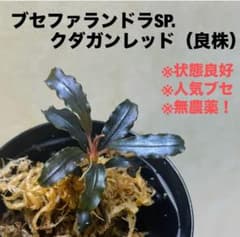 ◇特◇ブセファランドラSP.クダガンレッド（良株） #ブセさかな