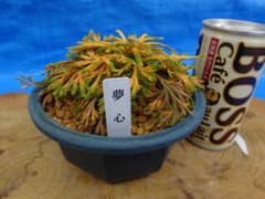 イワヒバ レア品種《 夢心 》 岩松 巻柏 古典園芸植物 盆栽10年物