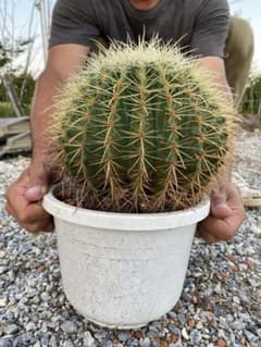 金鯱サボテンのサムネイル