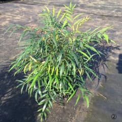 【樹高30㎝】マホニア コンフューサ(細葉ヒイラギナンテン)株立　20本セット 樹高30㎝】マホニア コンフューサ(細葉ヒイラギナンテン)4本立 4本