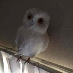 雪那様 専用のサムネイル