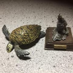 日本のカメ3種類のサムネイル