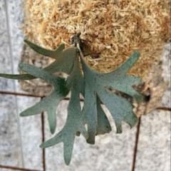◎金童 spore株 出品◎のサムネイル