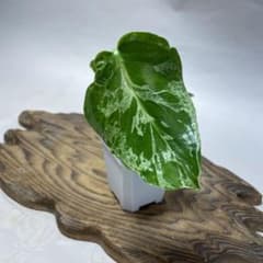 q102品種保証！斑入り保証！Bulbasaurモンステラ バルバソーフシギダネ