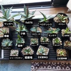 「超得得サービス品」アガベ21品種　初心者応援セット　鉢のまま発送 超得得サービス品」アガベ21品種 初心者応援セット 鉢のまま発送